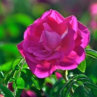 產(chǎn)地大量50-120公分高的刺玫花批發(fā)