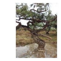 供應(yīng)各類苗木