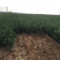 供應(yīng)山東：大葉黃楊球苗，冬青球冬青苗，扦插苗