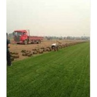 石家莊早熟禾草坪