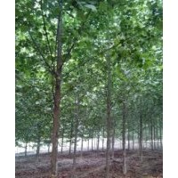 ：白蠟，國(guó)槐，法桐，柳樹(shù)， 五角楓。 速生楊，金枝槐，欒樹(shù)，榆