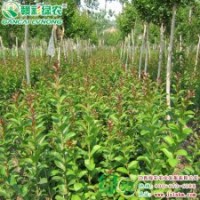 速生玫紅紫薇 紫薇新品 綠農(nóng)速生玫紅紫薇批發(fā)小苗