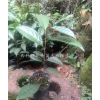 誠信出售防普金花茶杯苗，南寧防普金花茶