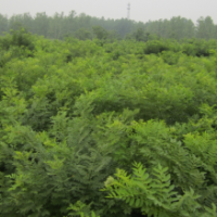 嘉祥鑫源苗木基地