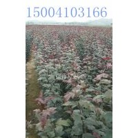 皇家雨點(diǎn)海棠@皇家雨點(diǎn)海棠苗