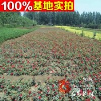 基地直銷 鉆石玫瑰 小苗 量大