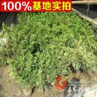 各類杜鵑球、造型杜鵑、春鵑苗