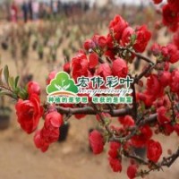 木瓜海棠小苗彩葉綠化苗木供應(yīng)