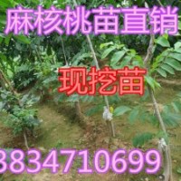 批發(fā)麻核桃苗：（致富好門道 種植麻核桃）