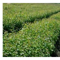 九角楓苗，九角楓樹苗，假色槭苗，楓葉樹苗