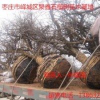 供應山東石榴樹、石榴樹苗、