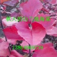 山東白蘭地海棠，白蘭地海棠接穗，白蘭地海棠接穗價格