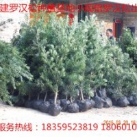 供應羅漢松小苗 羅漢松小苗供應 羅漢松小苗價格 福建羅漢松小苗