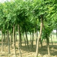 北京3一6公分毛白楊價格3一6公分毛白...