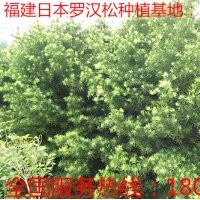 3公分羅漢松 供應3公分羅漢松 3公分羅漢松供應 3公分福建羅漢松