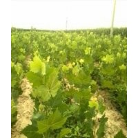 供應(yīng)杏樹 法桐苗 油松苗 國槐苗 紅葉李 皂角苗