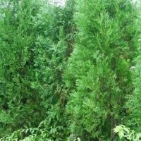 山東泰安側(cè)柏苗批發(fā)價(jià)格 側(cè)柏苗種植基地