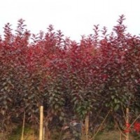 出售花椒苗 杜梨苗 杏樹苗 紫葉李