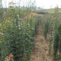 山東諸城供應(yīng)一、二年生三角楓