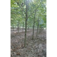 常年供應(yīng)各種喬木