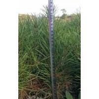 低價出售白皮松樹苗