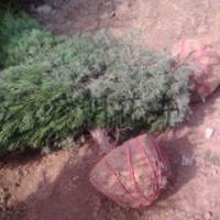 綠化樹苗-蜀儈 河南儈 北京儈