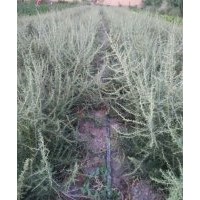 甘肅黑枸杞苗/西北黑枸杞/中國黑枸杞