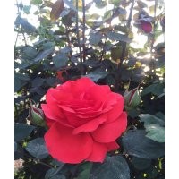 長期供應(yīng)大花月季