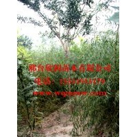 欣潤(rùn)苗木大量供應(yīng)垂柳 2公分 3公分