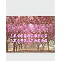 山東豐田櫻花樹苗價格