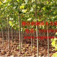 河北邢臺欣潤苗木大量供應法桐 4公分