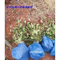 宏景湖南高干紅葉石楠基地 批發(fā)2萬棵3-4-5公分湖南高干紅葉石楠