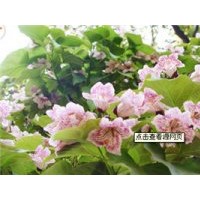 山東泰安楸樹苗批發(fā)價格