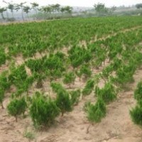 山東泰安龍柏苗批發(fā)價(jià)格