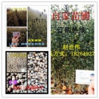 山東臨沂大量供應(yīng)各種規(guī)格 枸橘苗，枸橘種子，量大從優(yōu)