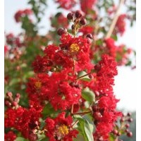 供應(yīng)優(yōu)質(zhì)美國(guó)三紅紫薇苗