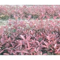 綠化小苗金森女貞,紅葉石楠,紅繼木