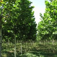 速生法桐 絲棉木 白蠟 欒樹 石榴苗