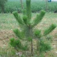 油松，白皮松