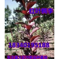 西豐大葉紫葉稠李苗
