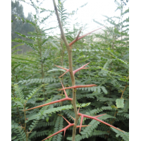 2016皂角樹苗最新價(jià)格