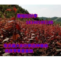 紫葉稠李苗，單條紫葉稠李苗