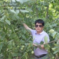 供應(yīng)核桃苗