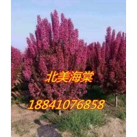 北美海棠苗/絢麗海棠苗