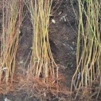 山東泰安出售優(yōu)質(zhì)新品種夏紅桃樹苗