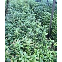 供應福建山櫻花樹、福建山櫻花苗（小苗）金絲楠木苗
