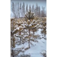 大量出售1米至1.3米樟子松，26*26杯