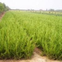 供應(yīng):龍柏，塔柏，檜柏,櫻花，西湖海棠，蜀檜