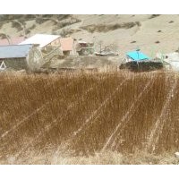 出售高山柳苗，價(jià)格面議，質(zhì)量保證