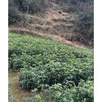 低價出售四季桂花及樹樁盆景